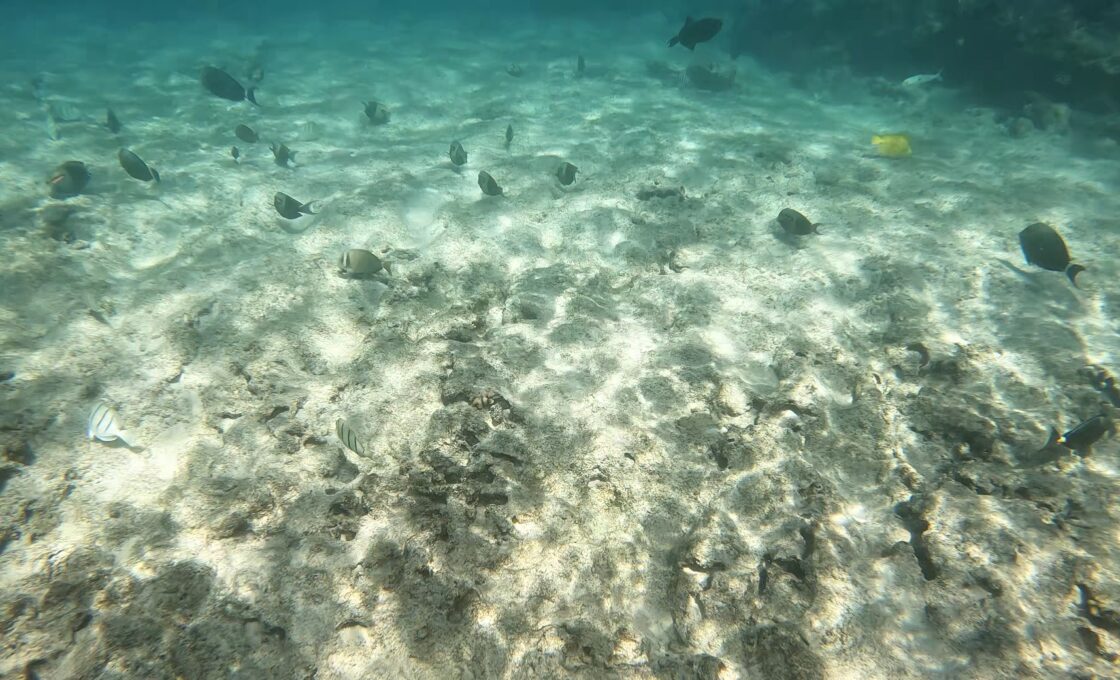 Snorkeling at Makalawena Beach 