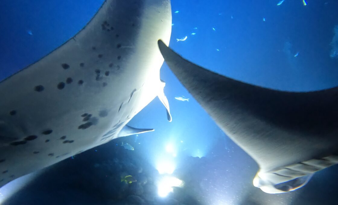 Scuba Diving at Manta Heaven, Big Island Hawaii