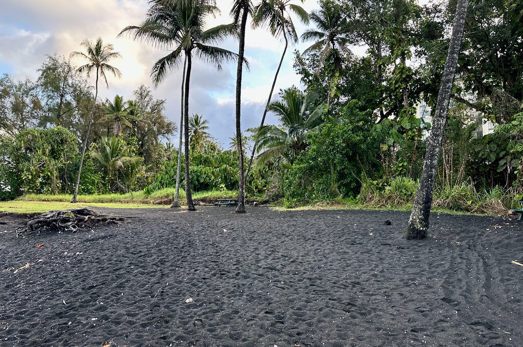 Black sand beach with palm trees