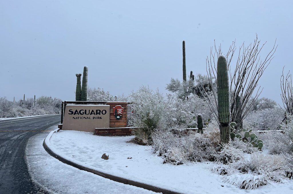 Saguaro national park with snow