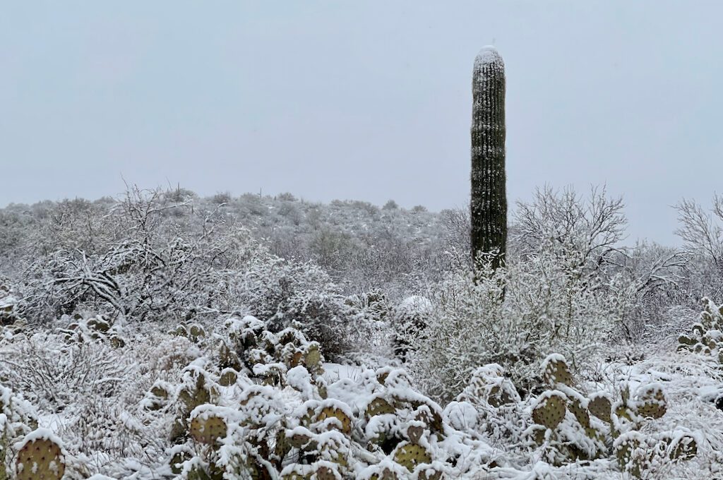 Cactus with snow