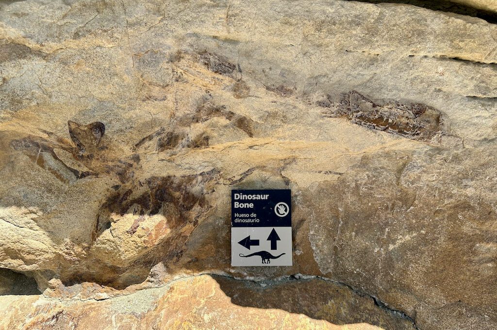 Dinosaur Ridge trail bones