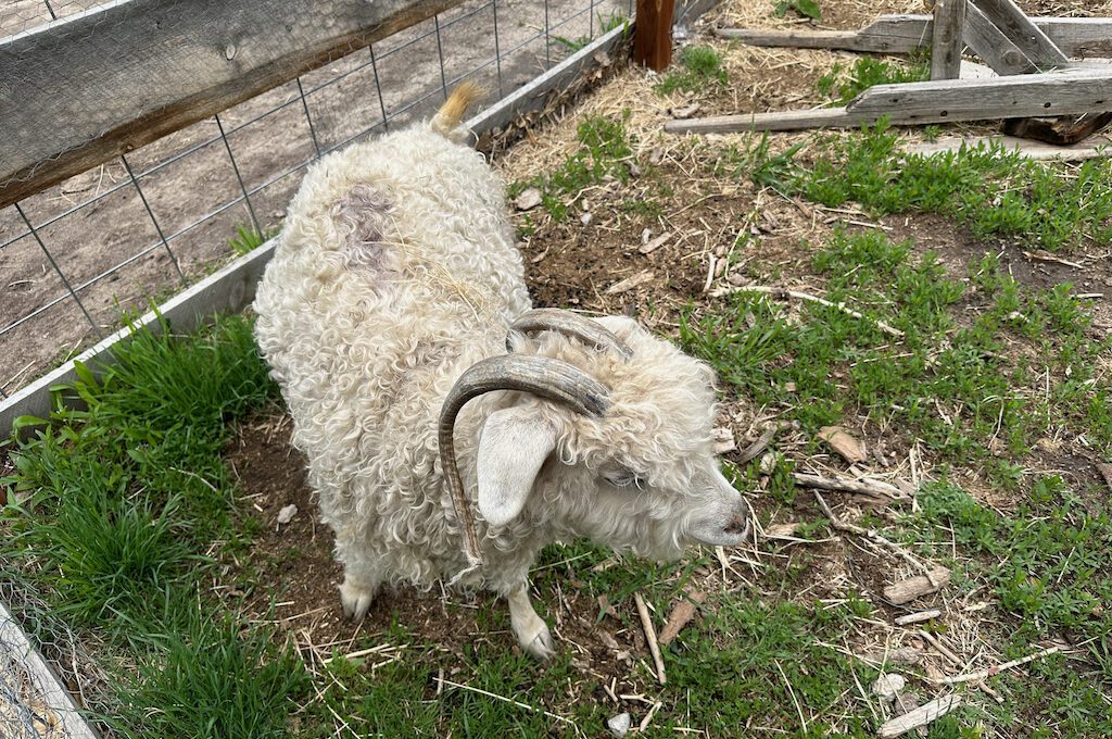 Four Mile Historic Park goat animals