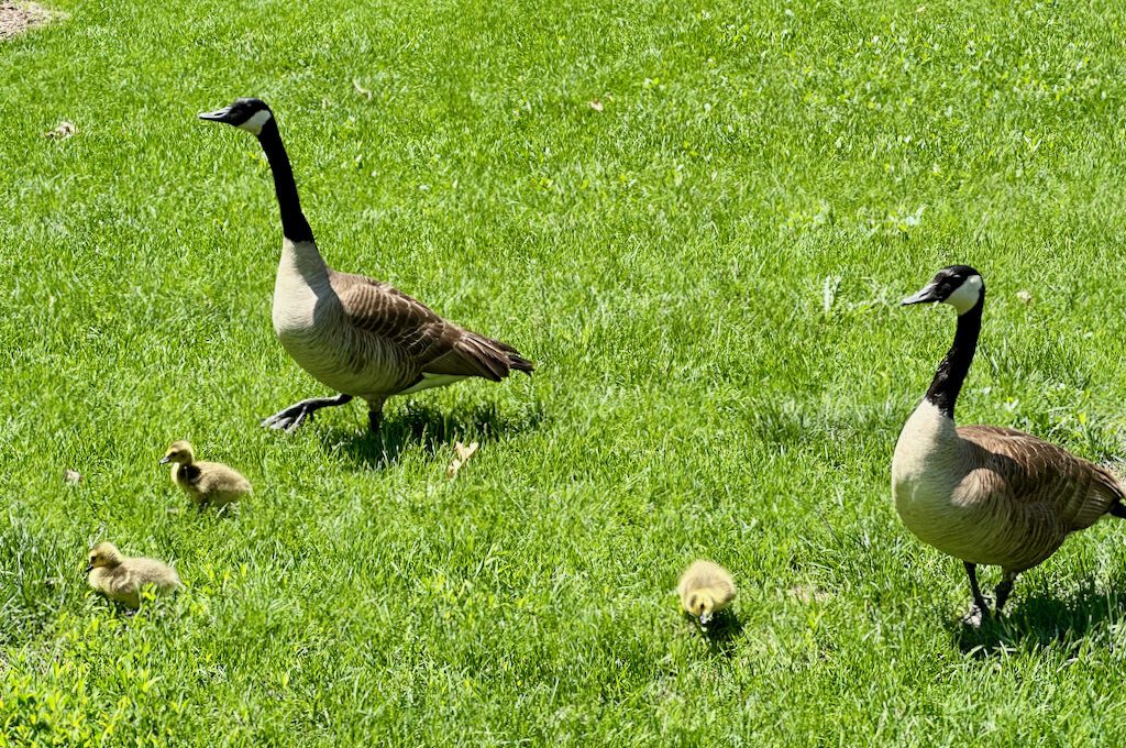 Littleton Museum geese