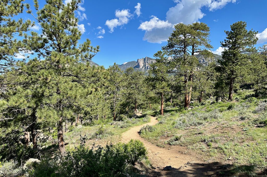 The Birch Ruins trail