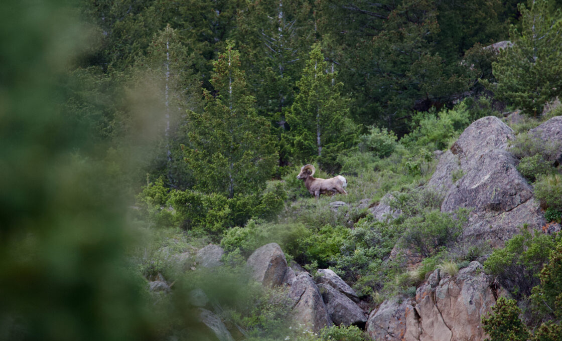 Georgetown Lake bighorn sheep