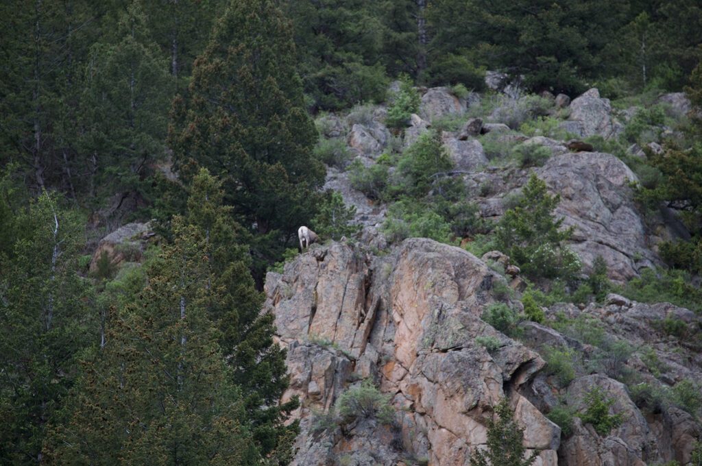 Georgetown Lake bighorn sheep