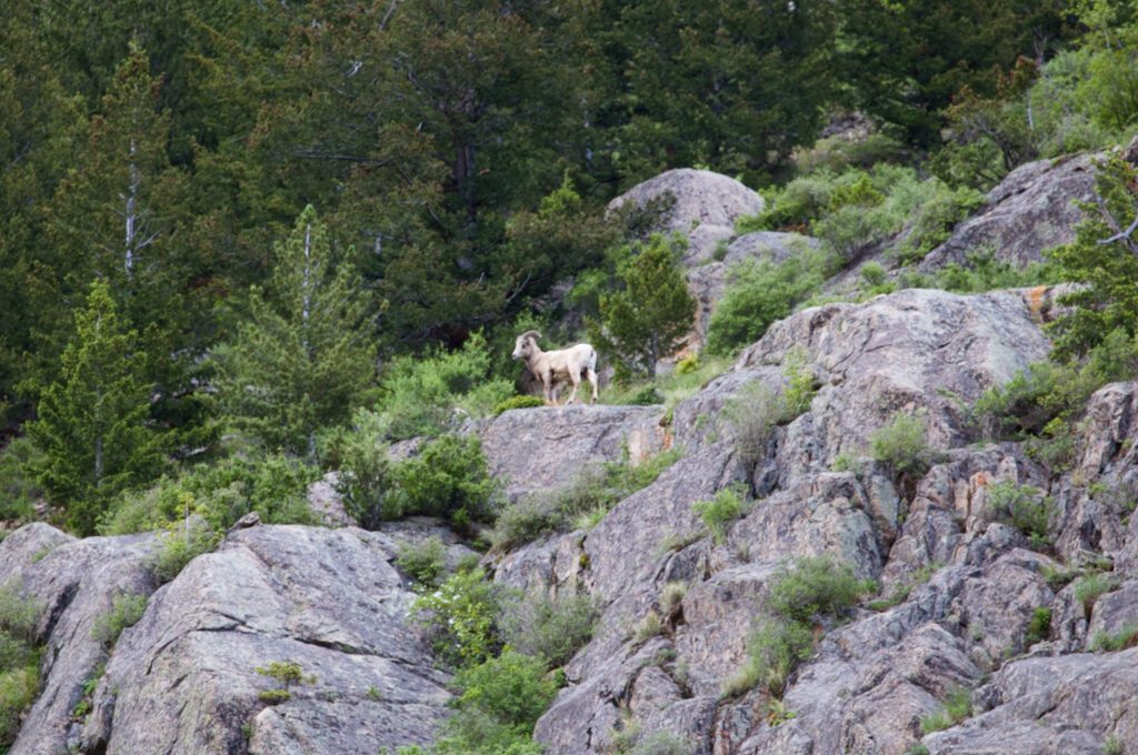 Georgetown Lake bighorn sheep