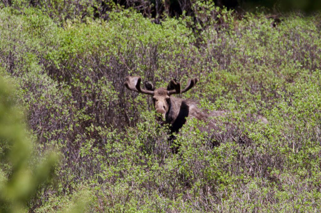 Guanella Pass Scenic Byway moose