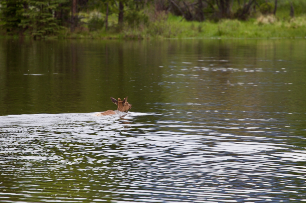 Lake Estes elk swimming