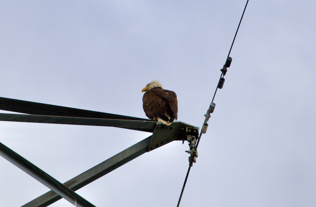 Lake Estes Trail bald eagle