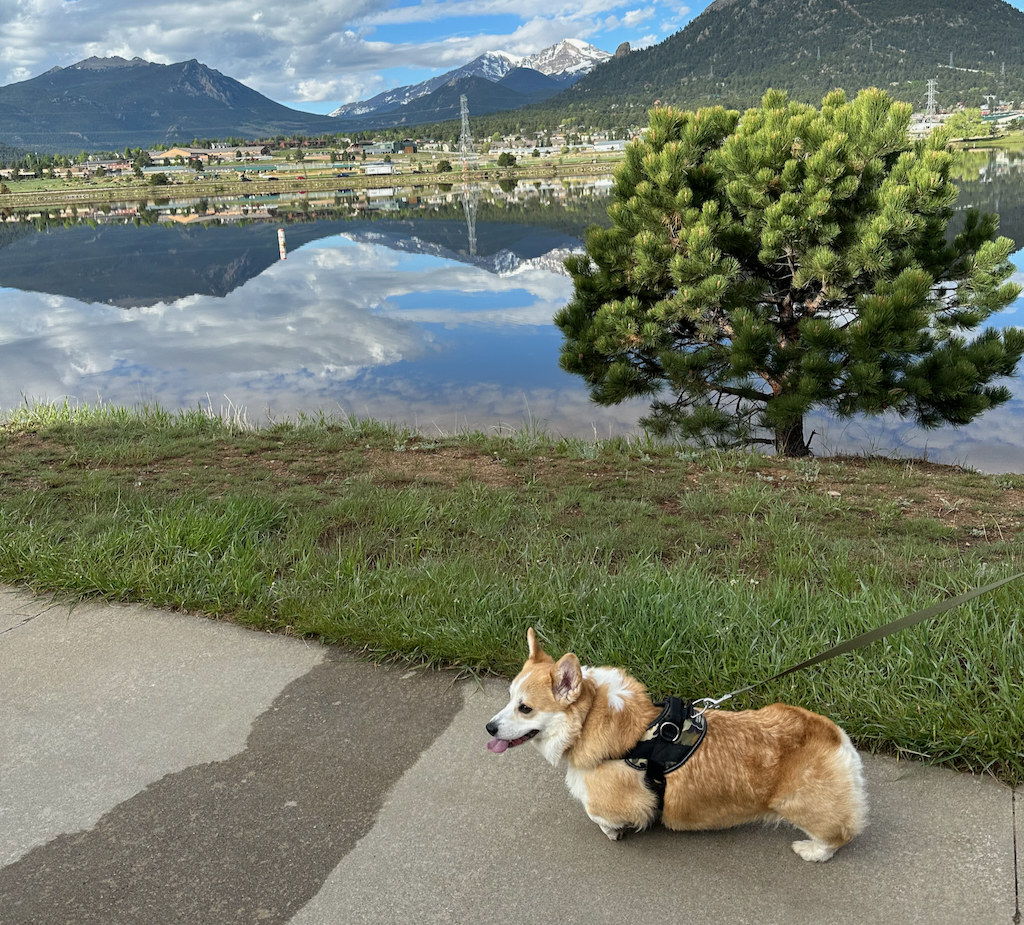 Lake Estes Trail dog walking