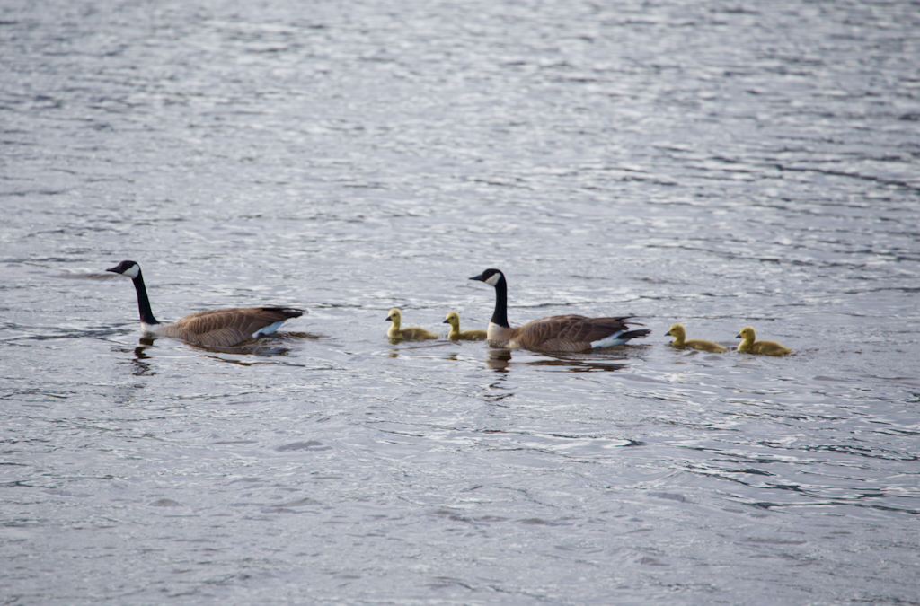 Lake Estes Trail geese