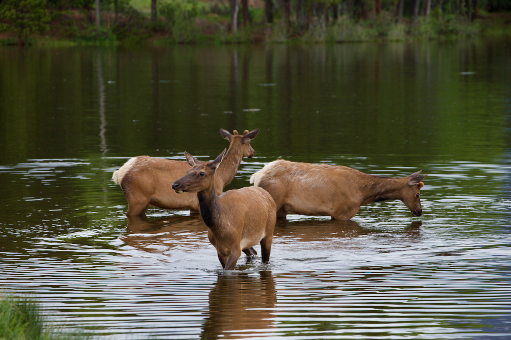 Discovering the Beauty of Lake Estes A Guide to Scenic Trails and