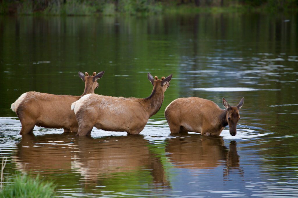Lake Estes Trail elk in water