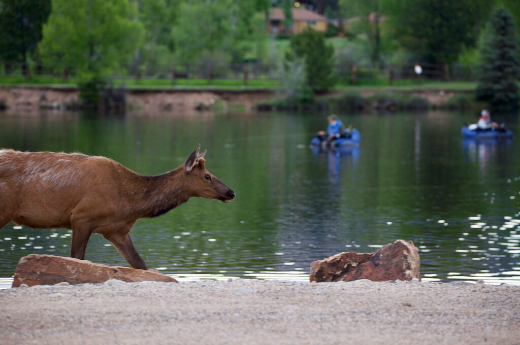 Lake Estes elk