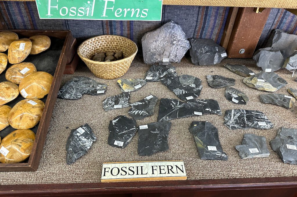 Ore Cart Rock Shop fossils