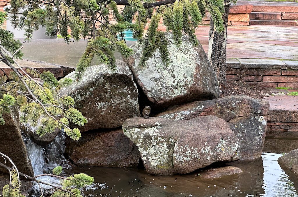 Pikas in the Park statue Estes Park Scavenger Hunt
