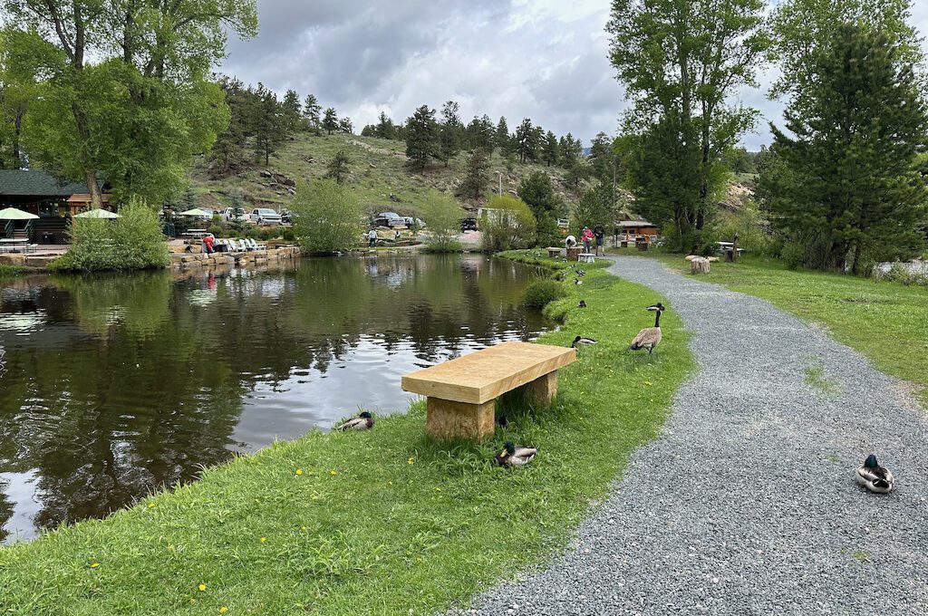 Red Rose Rock Shop pond ducks