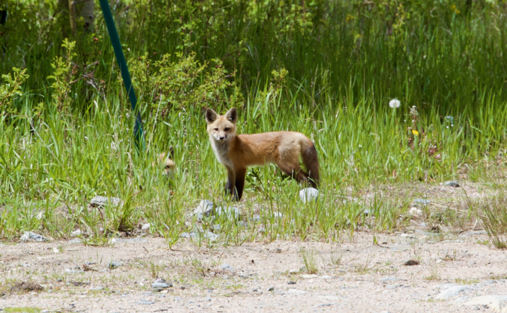  Peak to Peak Scenic Byway fox