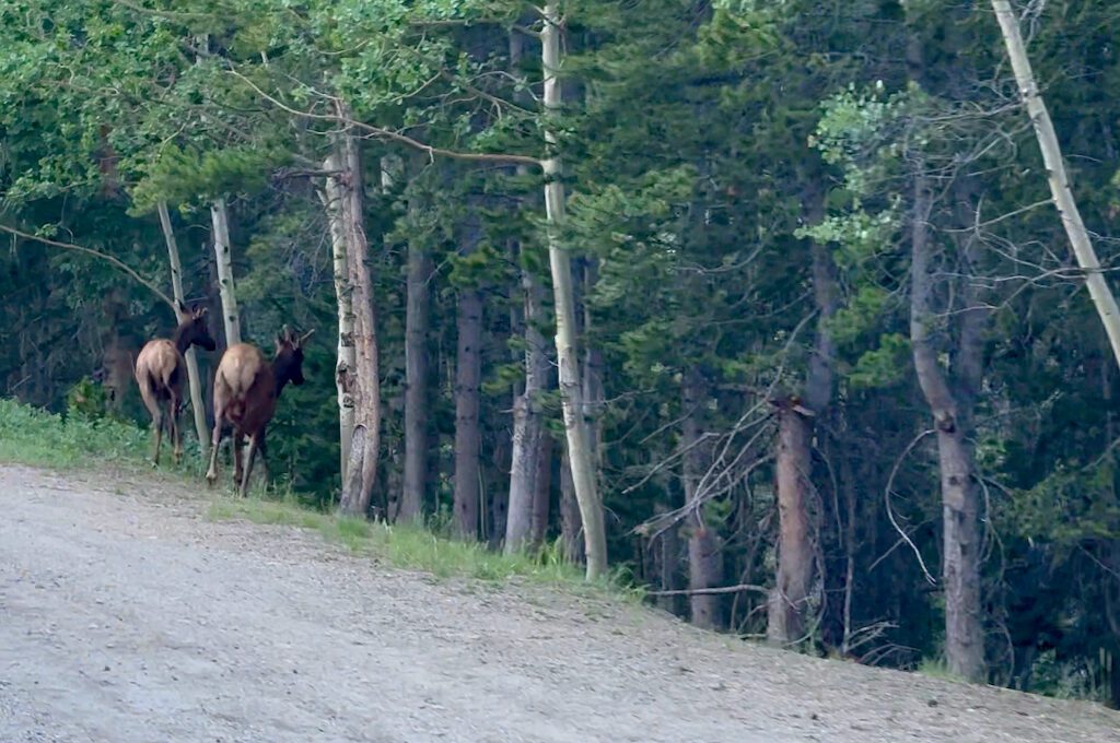 Mount Evans Scenic Byway elk
