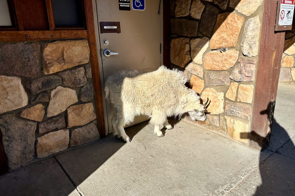 Mount Evans Scenic byway summit goat