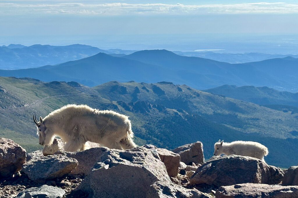 Mount Evans Scenic Byway mountain goats