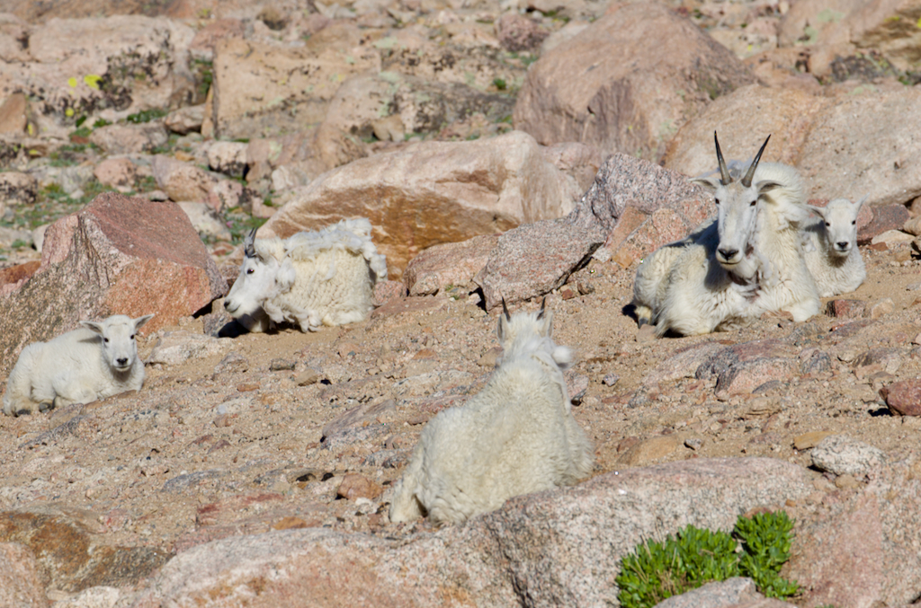 Mount Evans Scenic Byway mountain goats