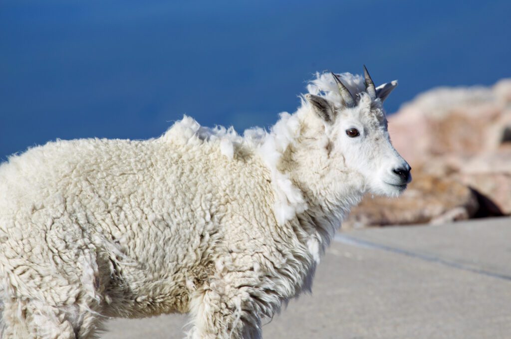 Mount Evans Scenic Byway mountain goats