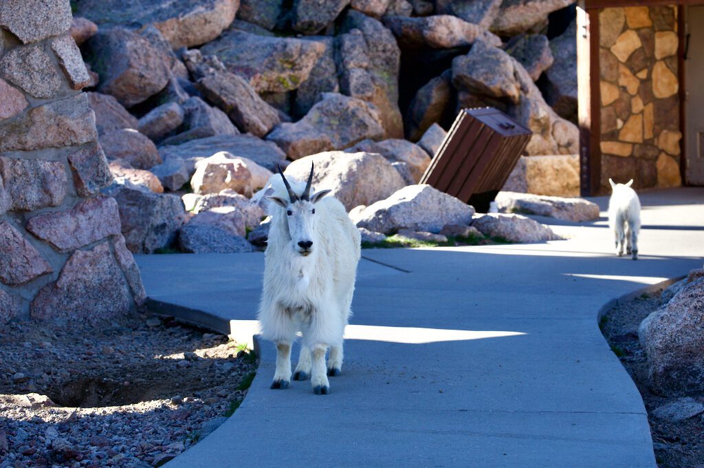 Mount Evans Scenic Byway mountain goats