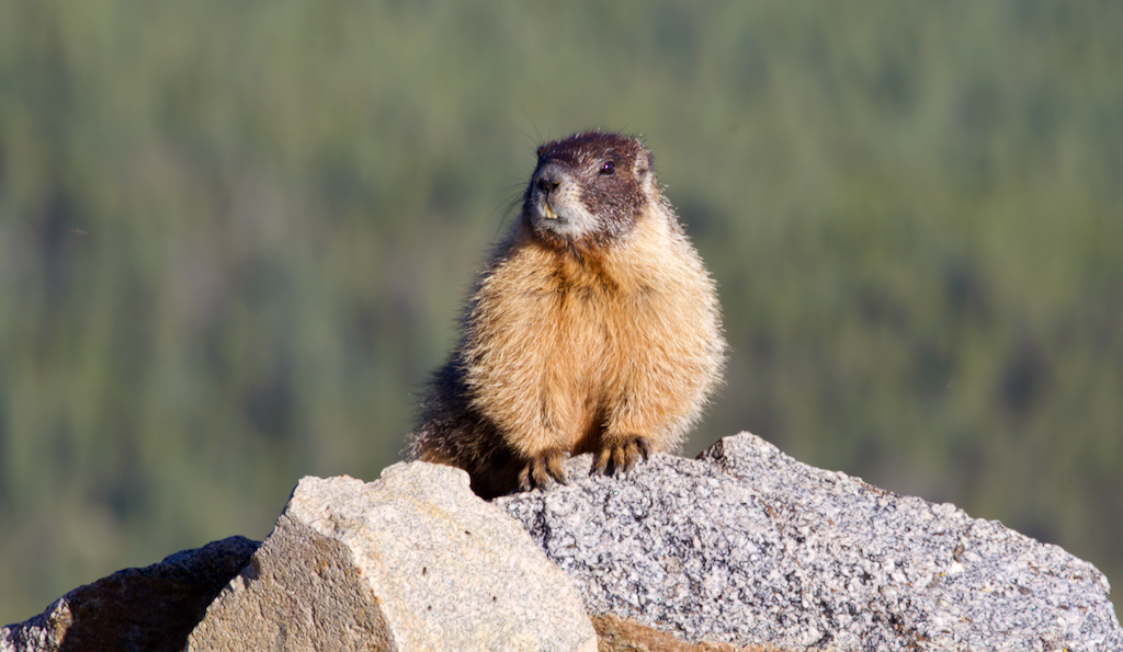 Mount Evans Scenic Byway marmot