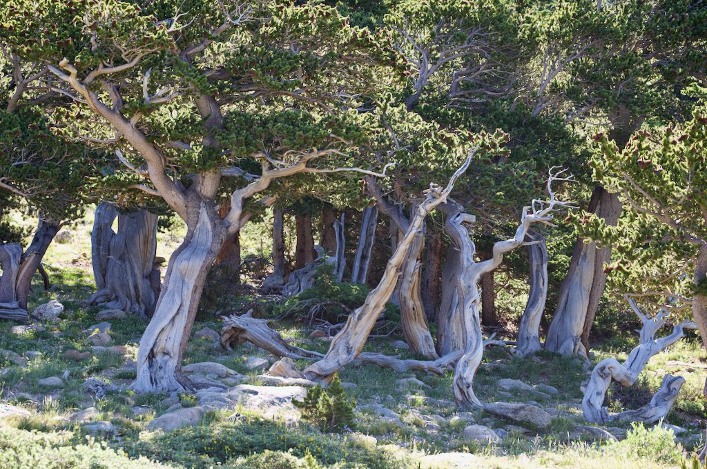 Mount Evans Scenic Byway bristlecone pine