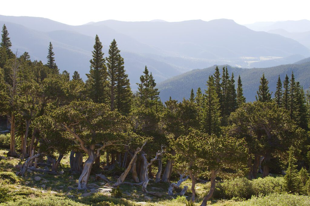 Mount Evans Scenic Byway bristlecone pine
