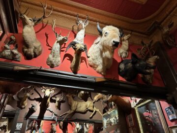 A wall of stuffed animals