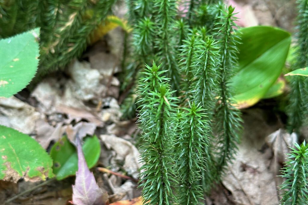 Morgan Falls Michigan Trail