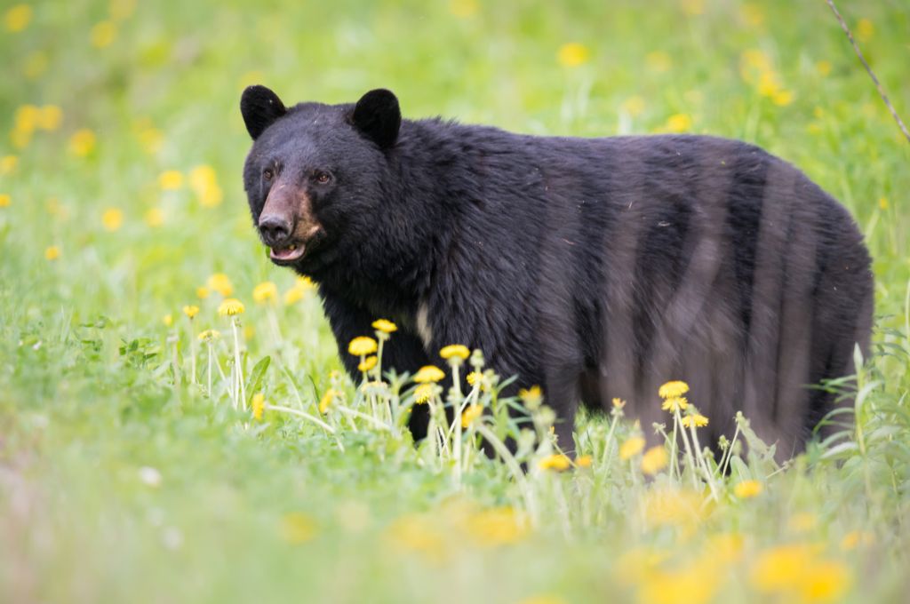 A black bear in a meadow.