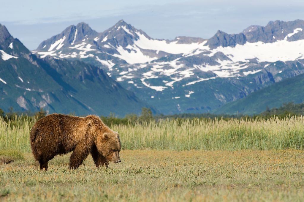A brown bear in a meadow.