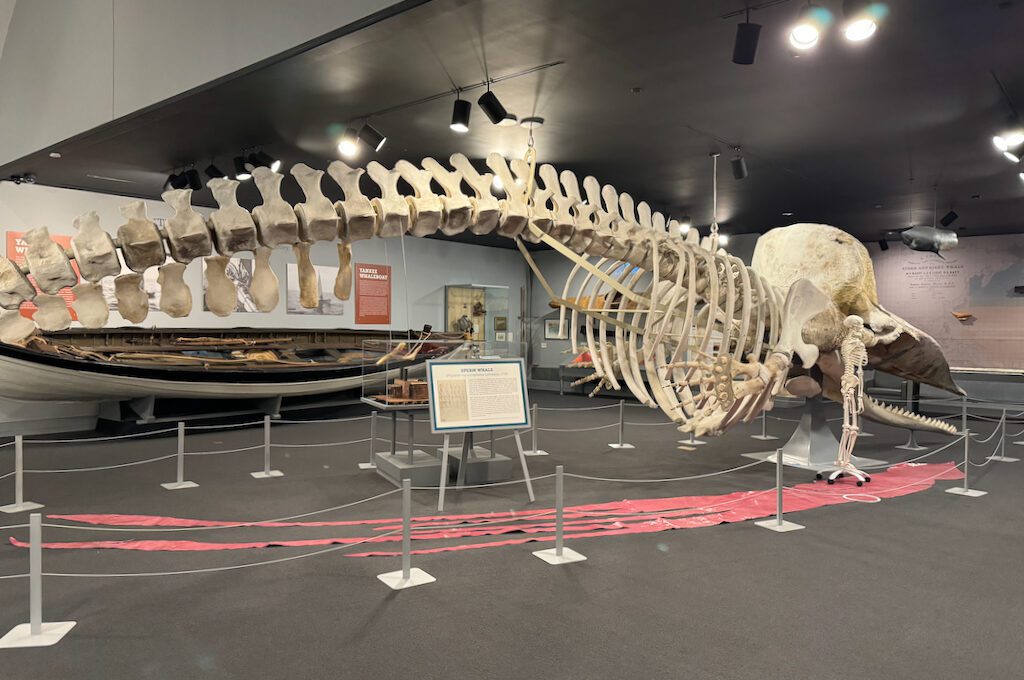 New Bedford Whaling Museum sperm whale skeleton