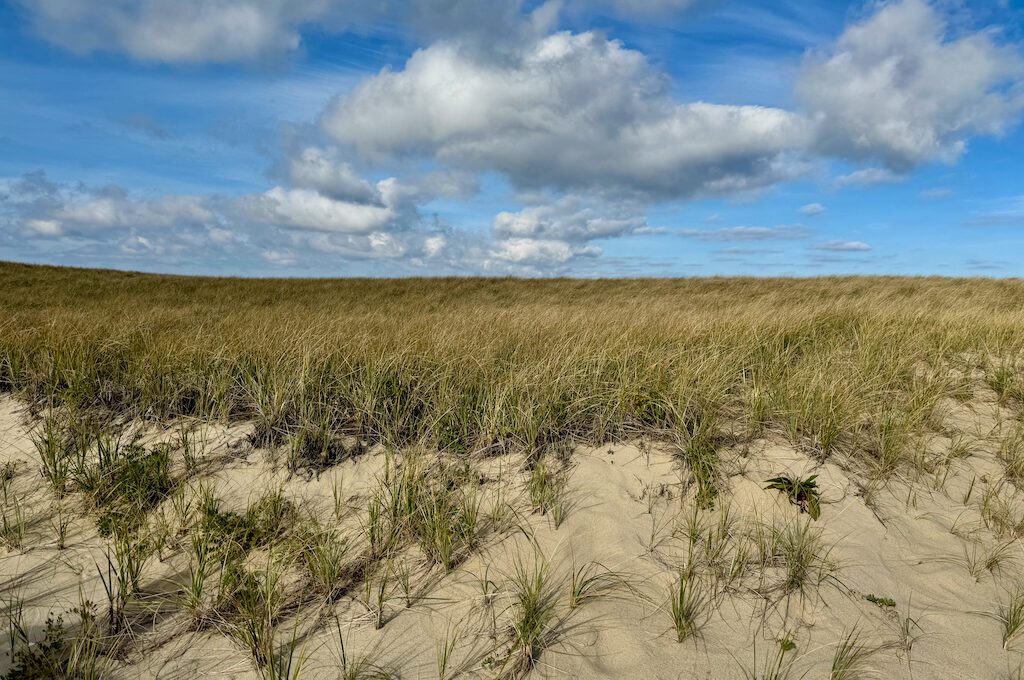 Cape Cod dunes