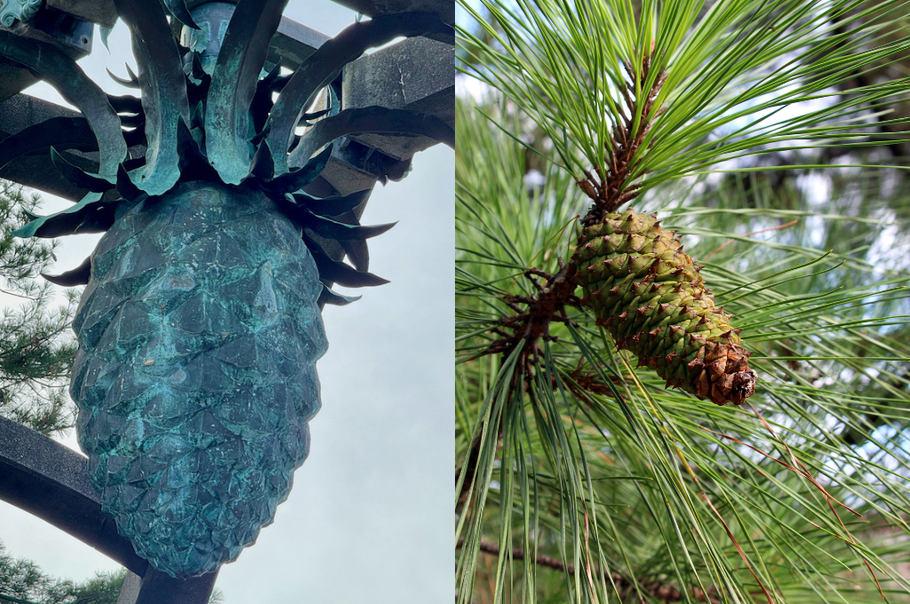 Pineapple comparison