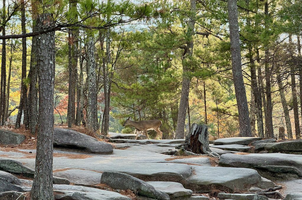 Stone Mountain Georgia deer