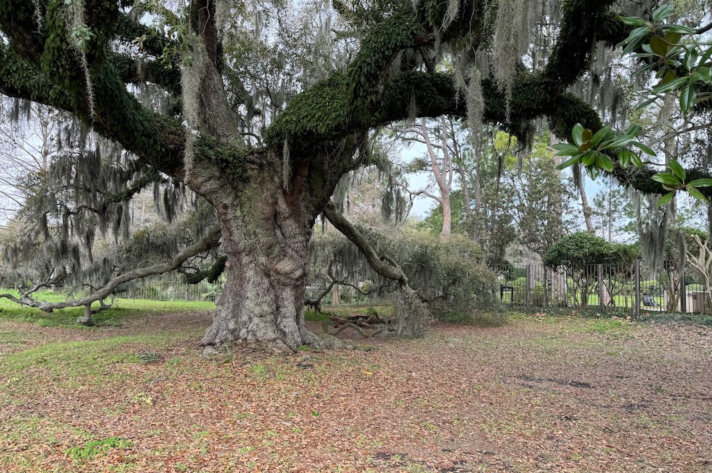 Dueling Oaks in New Orleans