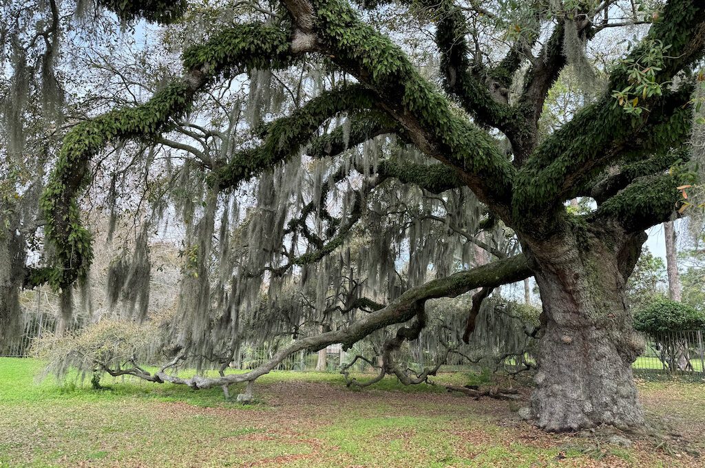 Dueling Oaks in New Orleans