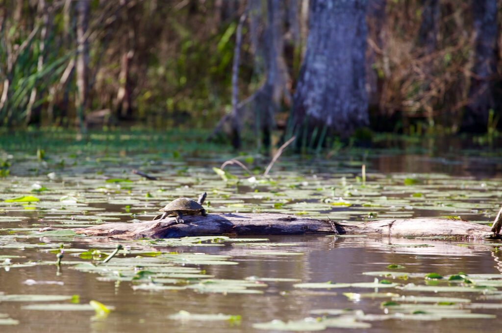 Honey Island Swamp Tour turtle