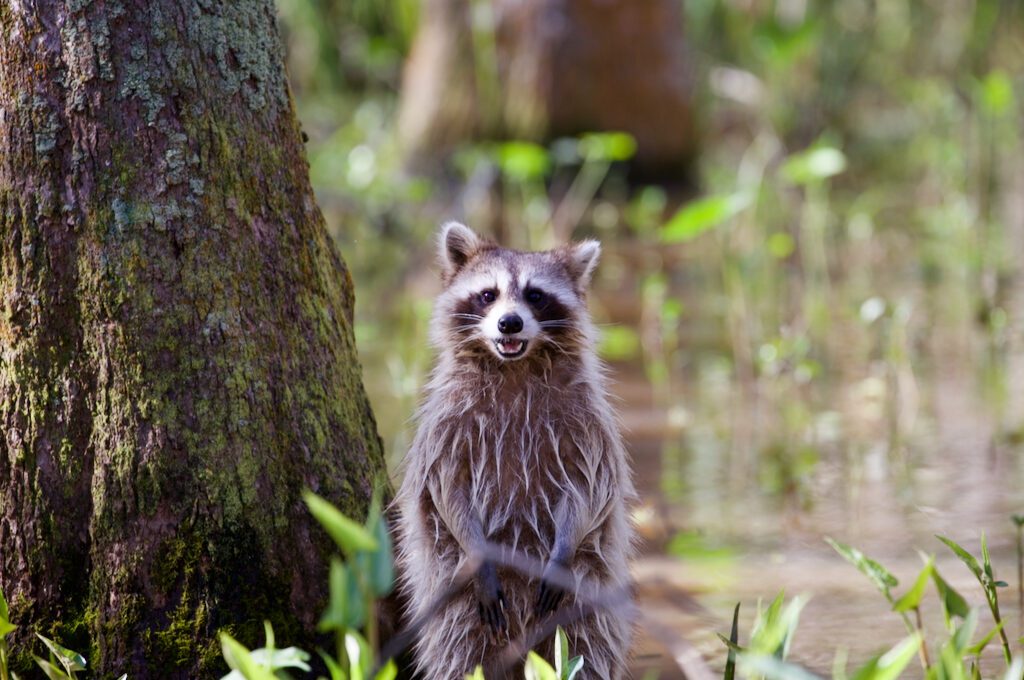 Honey Island Swamp Tour raccoon