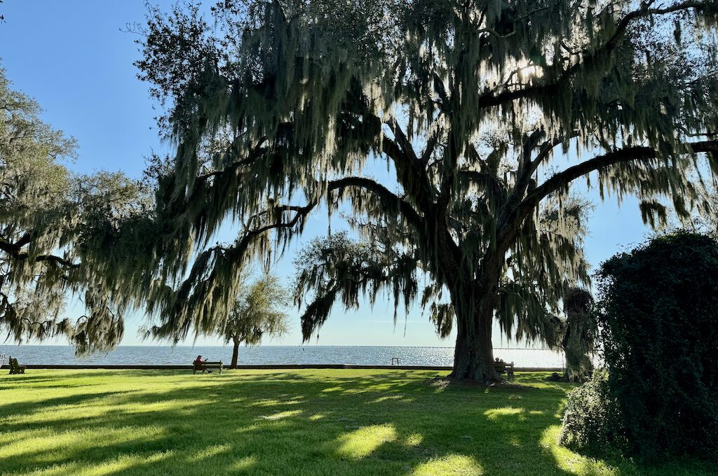 Mandeville Lakefront