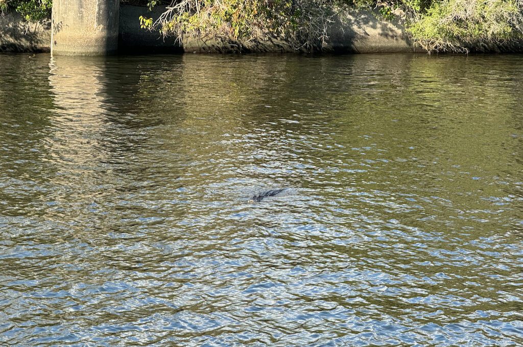 Mandeville Sunset Point Park alligator