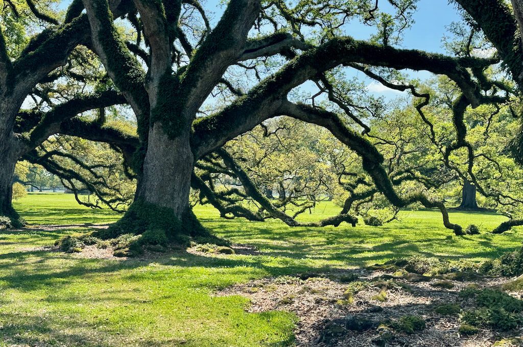 Oak Alley Plantation oak trees