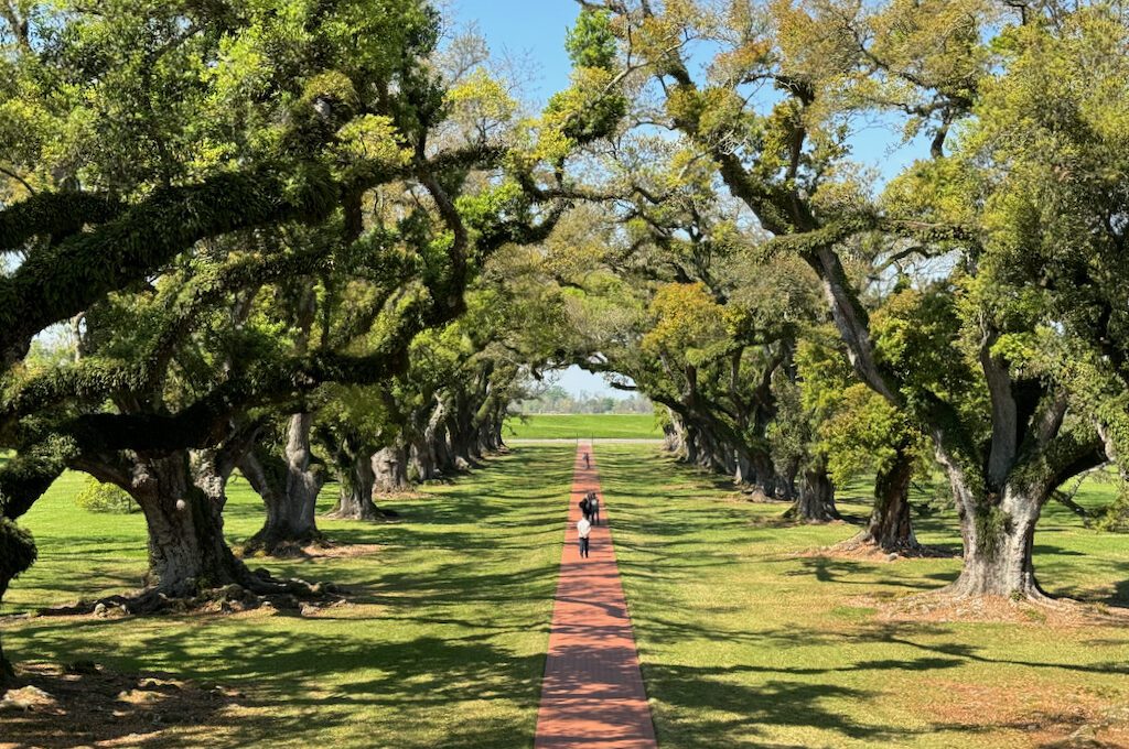 Oak Alley Plantation oak alley