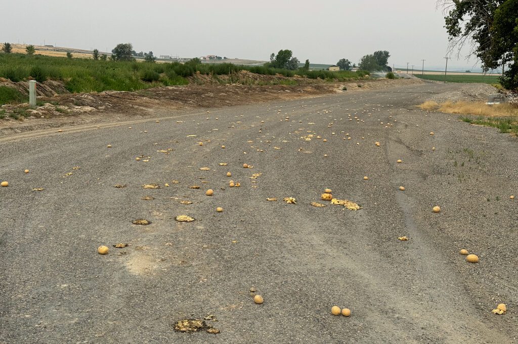 Potatoes scattered on the street